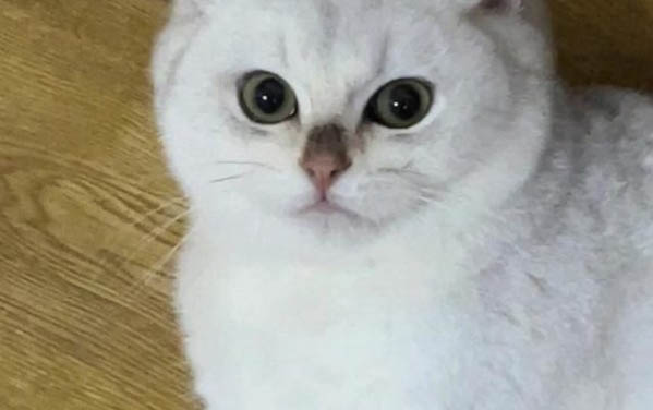 两个月的小猫是可以在空调房吗