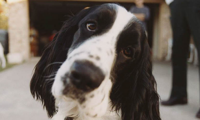 史宾格犬的饲养方法