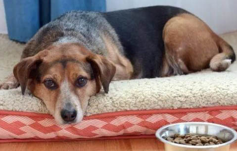 犬瘟单抗多久生效呢