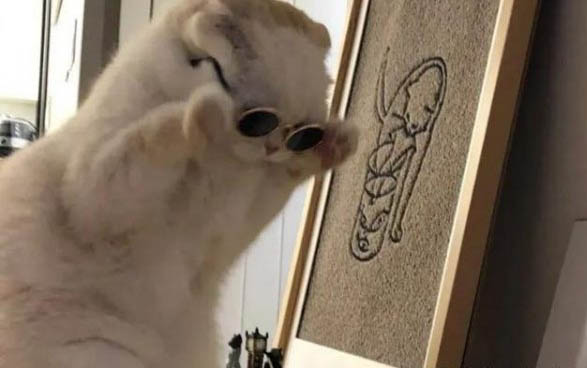 小猫咬人怎么教育