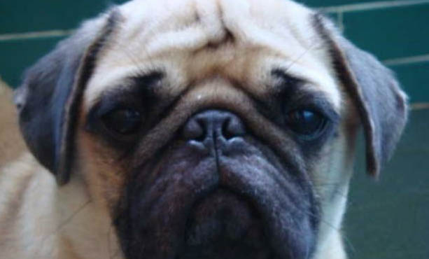 狗打狂犬疫苗多少钱？