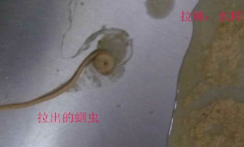 狗狗肘关节对称皮肤病的原因及处理方法