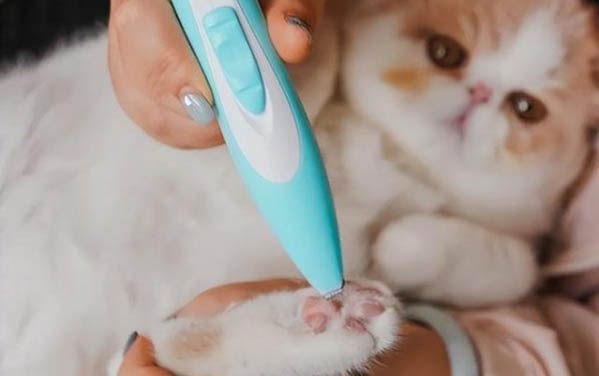 猫咪为什么不爱吃鱼