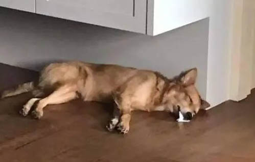 狗狗慢性肾衰竭有什么症状