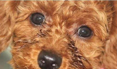 如何选购贵宾犬?