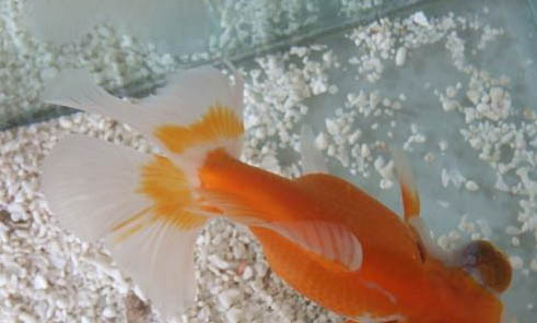 鱼竿12h和20h有区别吗