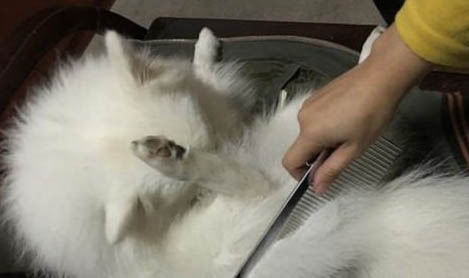 如何养猫家里不臭呢