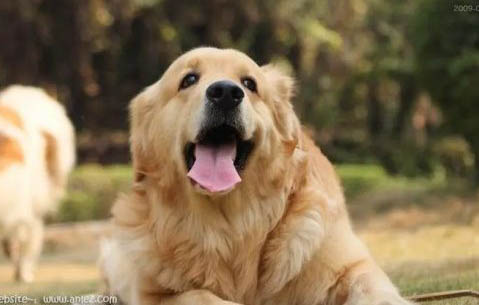 杰克罗素梗犬怎么训练