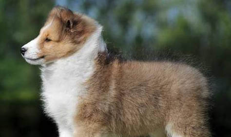 喜乐蒂牧羊犬多少钱一只?偏远小岛宝藏犬种
