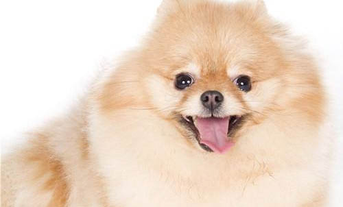 博美犬长多大就不长了
