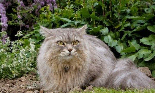 猫大圣猫粮可以吗
