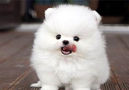 博美幼犬感冒不吃狗粮