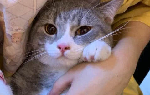 怎么快速清洁猫咪耳螨