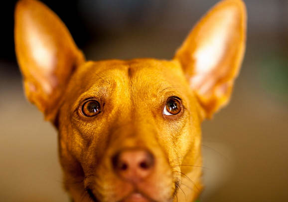 阿富汗猎犬多少钱一只