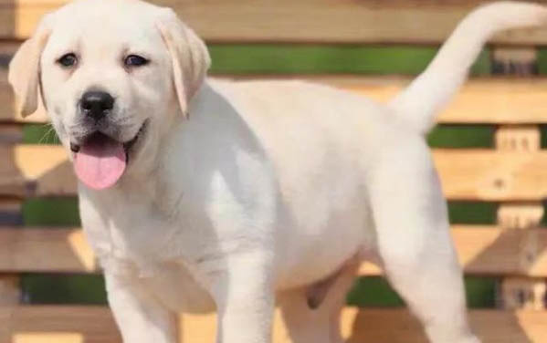 狗狗肺炎一般多久能好