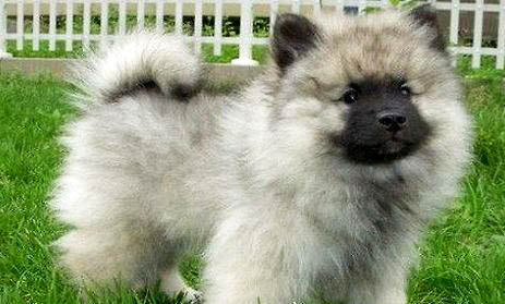 荷兰毛狮犬为何突然不爱吃东西?