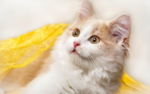 猫不喝水怎么办啊