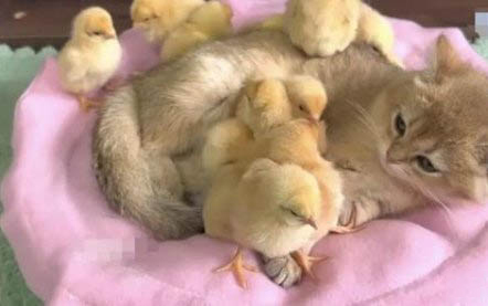 小猫为什么一直对着你叫?