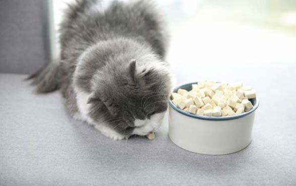 三个月大的小猫能吃虾吗