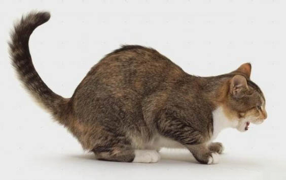 猫咪得了抑郁症可以自愈吗