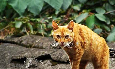 猫咪不吃东西、随地大小便怎么办啊?