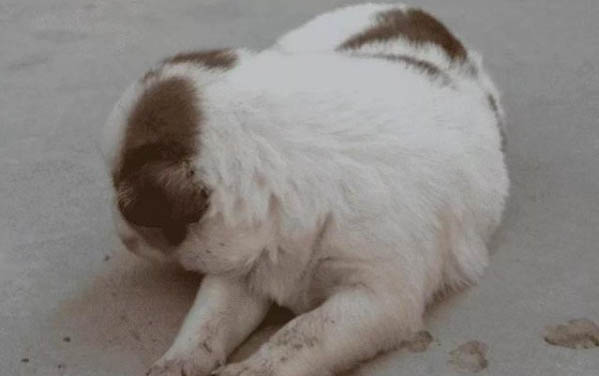 狗狗急性脑炎发作还能活多久?