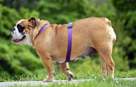德国宾沙犬窝咳应该怎么办