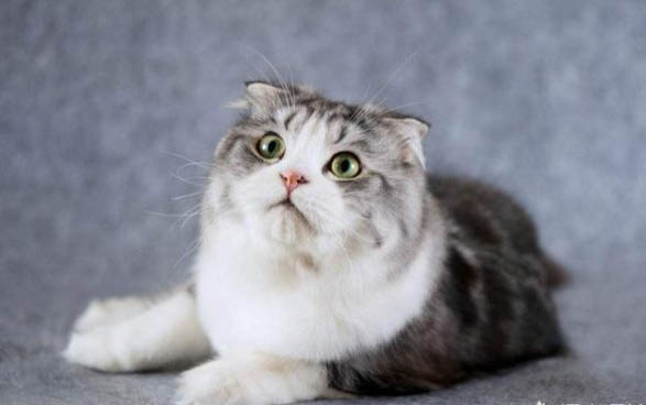 折耳猫是会比一般猫贵吗