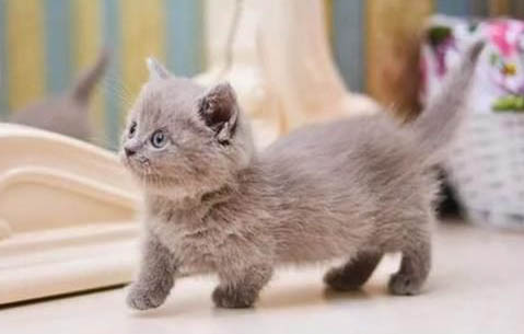 曼基康猫多少钱一只