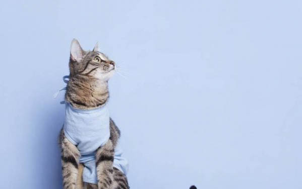 猫头鹰多少钱一只
