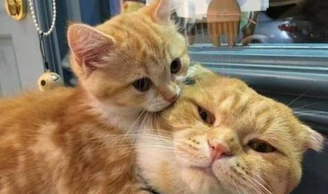 猫咪感动的流泪了