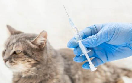 阿维菌素能用于猫驱虫吗
