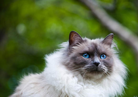 伯曼猫为什么不容易发胖