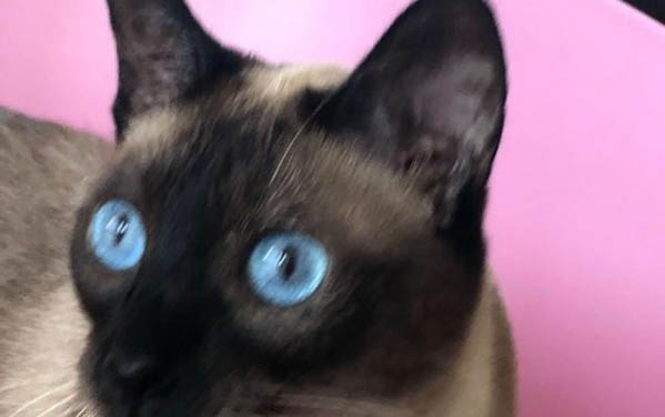 小猫为什么老是一直喜欢舔自己的脚