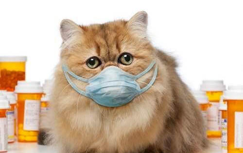 猫咪治疗猫鼻支需要多少钱