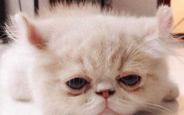 为什么自己家不能养猫咪呢