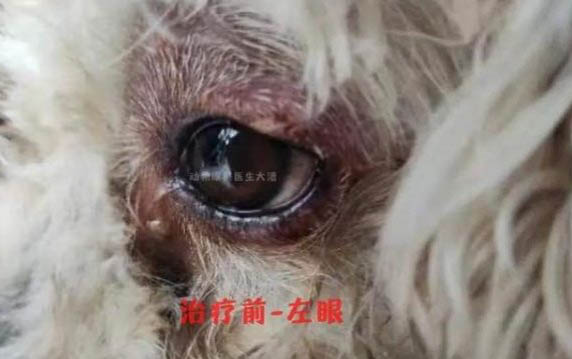 两岁狗狗多久体内驱虫