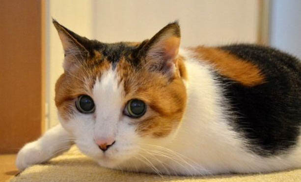 猫咪吃鱼有什么坏处吗