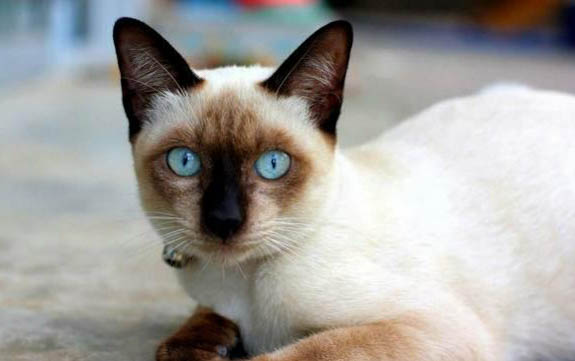 猫咪冬天尿少是怎么回事
