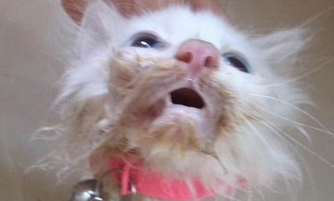 为什么要给猫吃猫薄荷