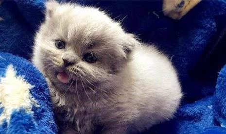 猫为什么会老打喷嚏