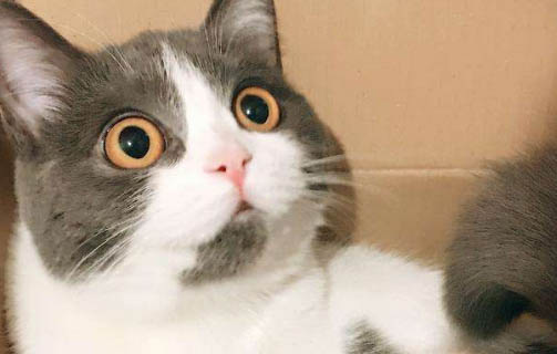 母猫怀孕多久显肚子