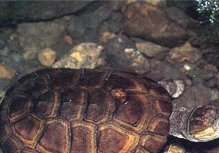 侧颈龟为什么叫垃圾龟呢