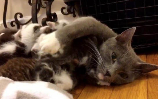 被2.3个月小猫抓了出血怎么办