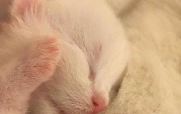 猫打完疫苗后一直睡觉不吃东西