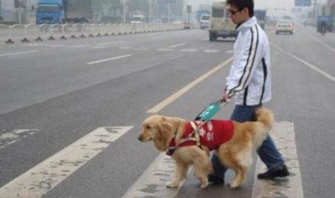 导盲犬会不会咬人