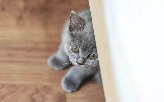 新生小猫饿多久会死？小猫成长需要什么营养？