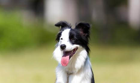 德国牧羊犬打架怎么样