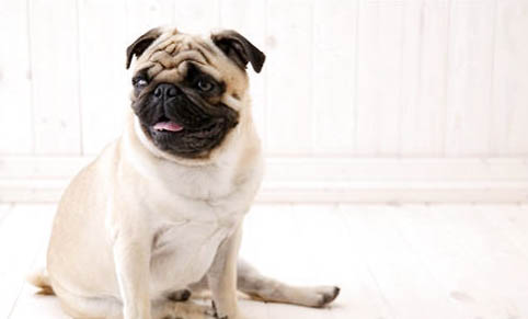 犬瘟消毒要消毒多久