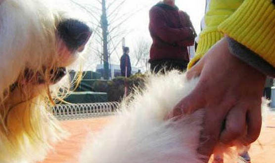 最受欢迎的牧羊犬TOP10